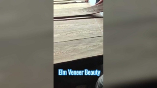 Ulmenkronenschnittfurnier